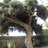 Ätherisches Öl Teebaum: Pflanze, Inhaltsstoffe, Anwendung