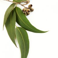 Ätherisches Öl Eukalyptus: Pflanze, Herstellung, Inhaltsstoffe