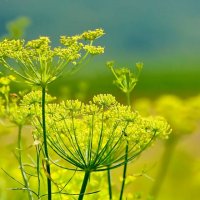 Ätherisches Öl Fenchel (süß): Herstellung, Inhaltsstoffe, Anwendung