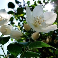 Ätherisches Öl Jasmin: Herstellung, Inhaltsstoffe, Anwendung