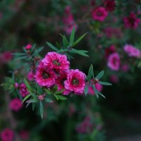 Ätherisches Öl Manuka: Pflanze, Herstellung, Anwendung