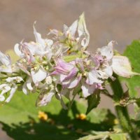 Ätherisches Öl Muskatellersalbei: Pflanze, Herstellung und Anwendung