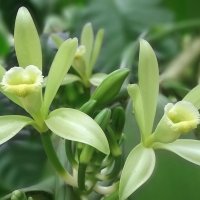 Ätherisches Öl Vanille: Pflanze, Herstellung, Anwendung