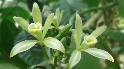 Ätherisches Öl Vanille: Pflanze, Herstellung, Anwendung