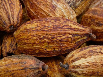 Früchte des Kakaobaumes
