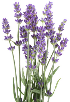 Lavendel für ätherisches Lavendelöl