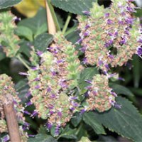 Ätherisches Öl Patchouli: Pflanze, Inhaltsstoffe, Anwendung